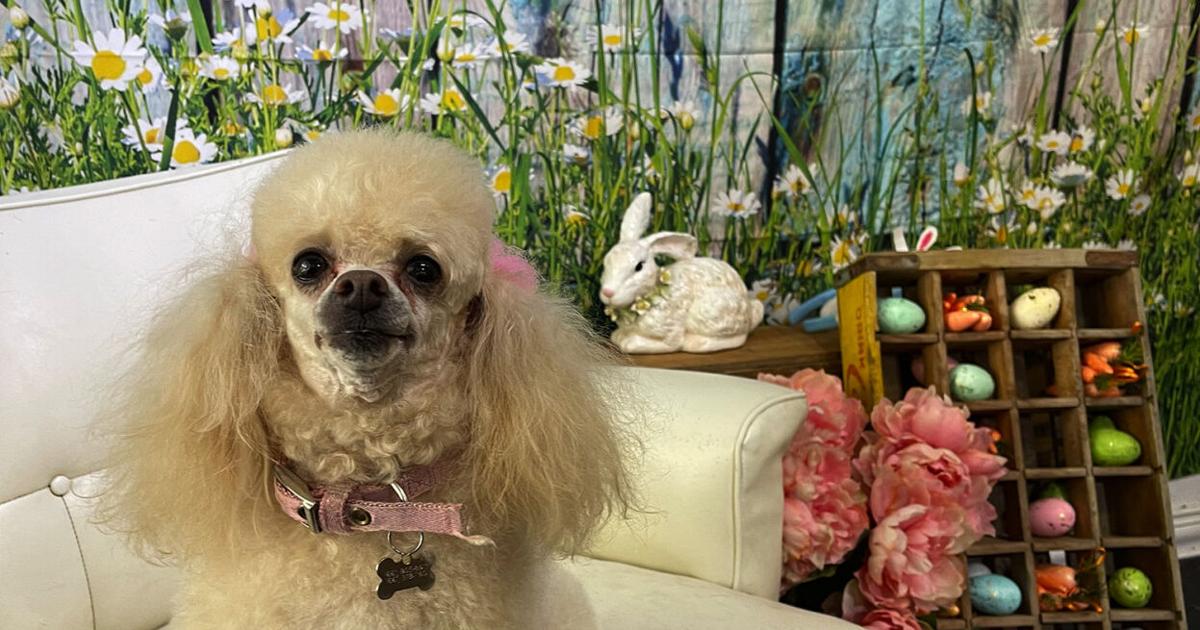 Vanity fur: Pet grooming is a special treat | Bakersfield Life