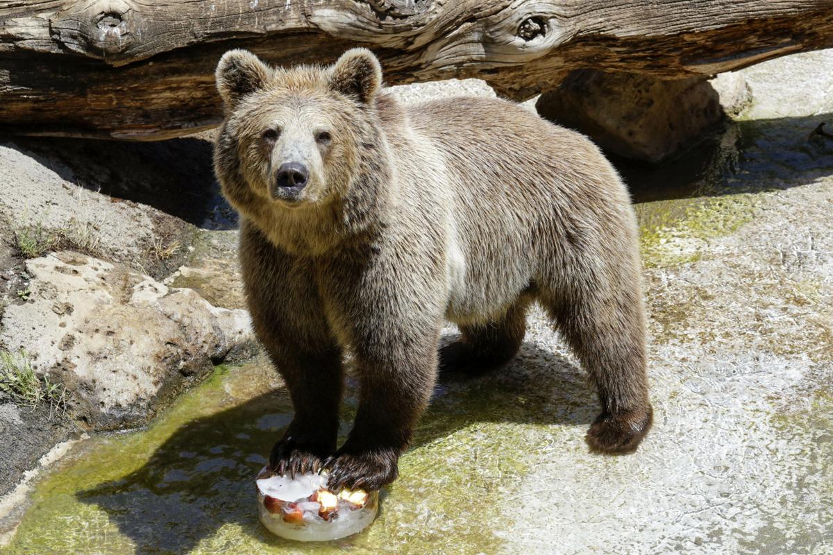 PHOTO GALLERY: Italian zoo animals cool off | Photo Galleries