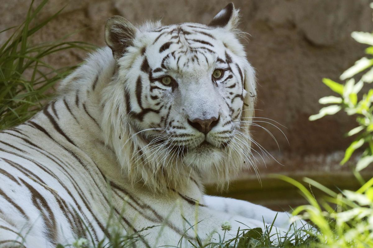 PHOTO GALLERY: Italian zoo animals cool off | Photo Galleries