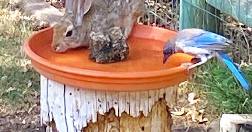 Natural Sightings: Sometimes ya gotta work for a drink
