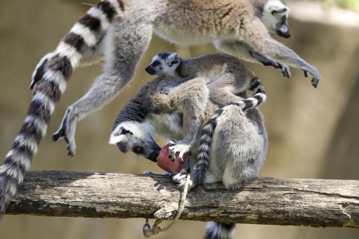 PHOTO GALLERY: Italian zoo animals cool off | Photo Galleries