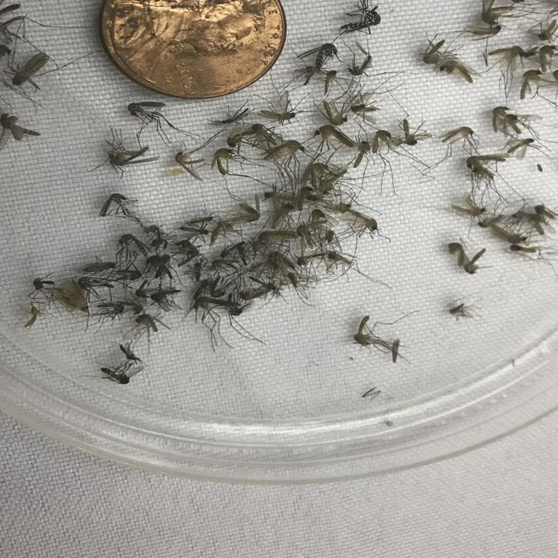 Ankle Biter” Mosquito Species bites Orange County – The Northwood Howler