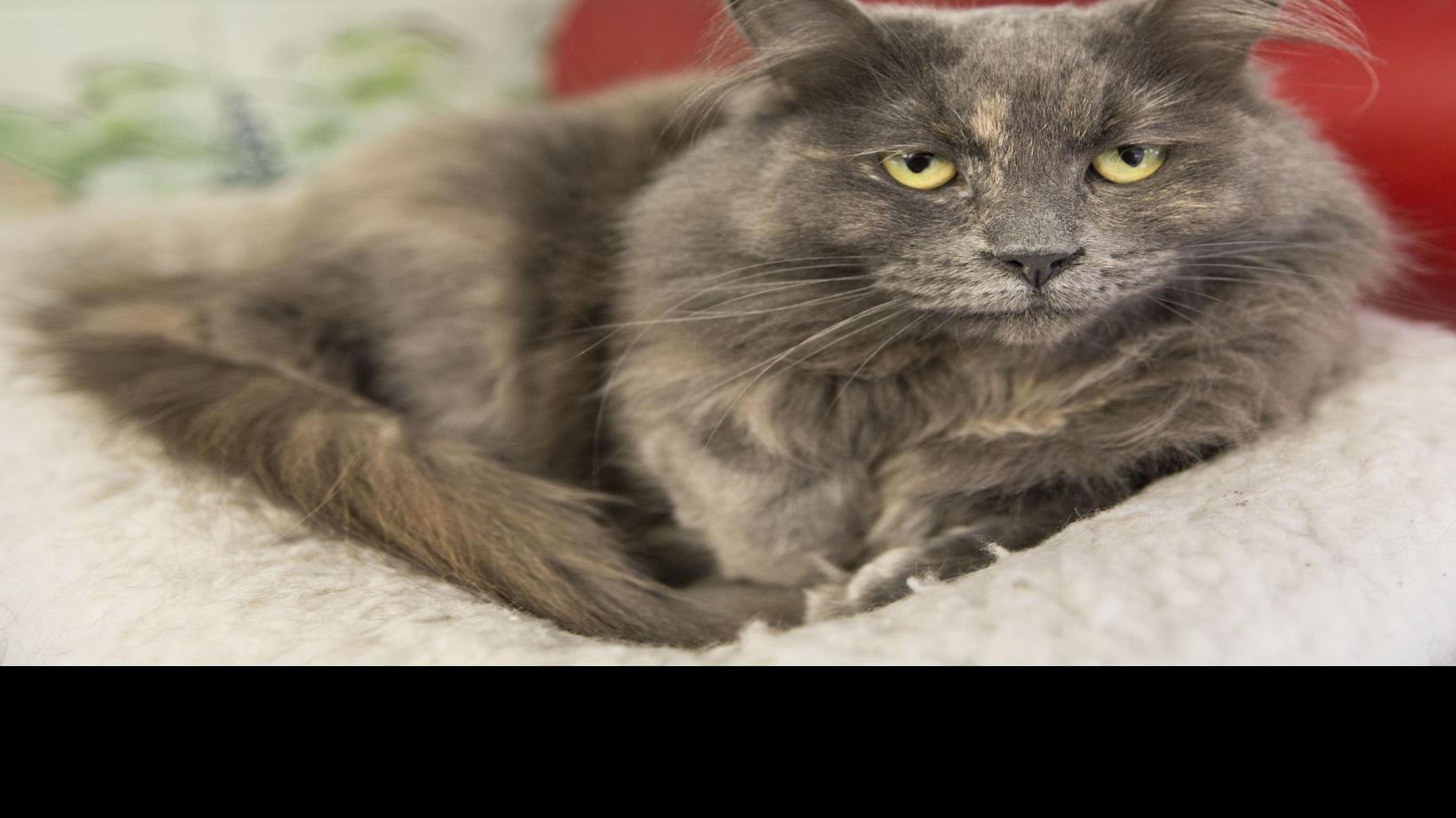 City Animal Shelter Sees Encouraging Signs That Trap Neuter