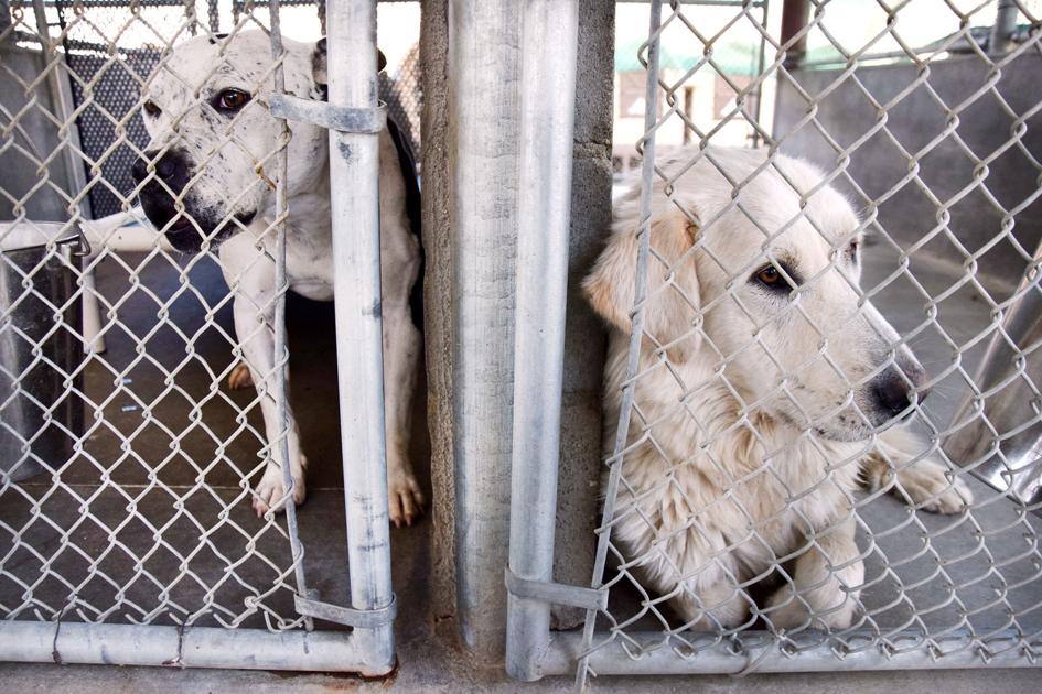 McFarland to get new animal shelter in January The