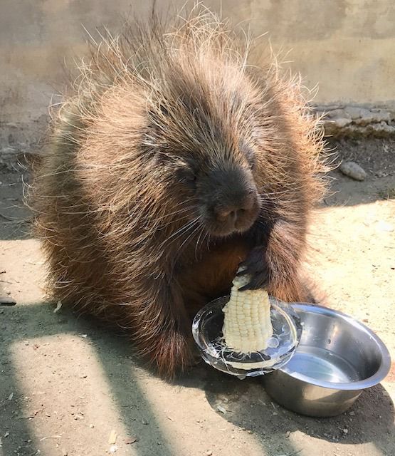 Animals Look To Stay Cool In The Summer As Much As Humans News Bakersfield Com