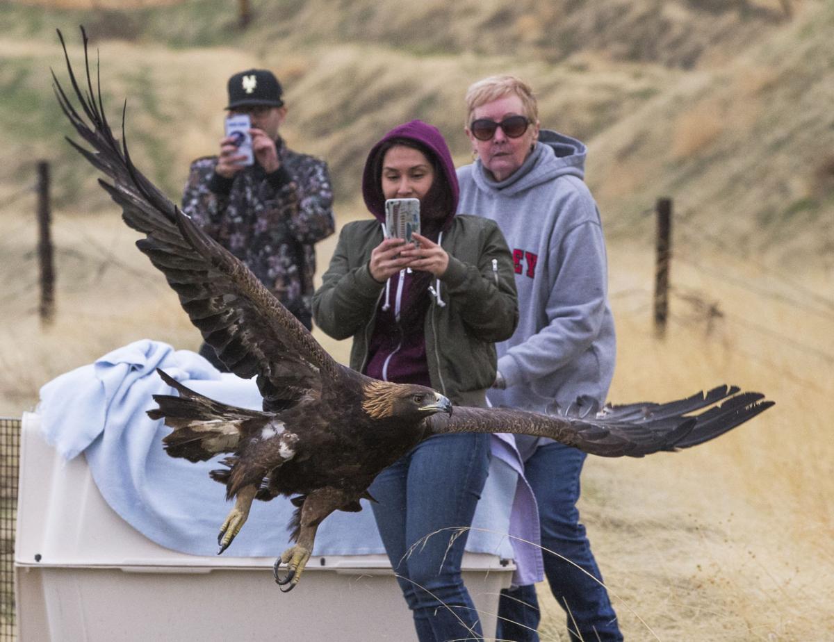 Injured Golden Eagle Nursed Back To Health And Released