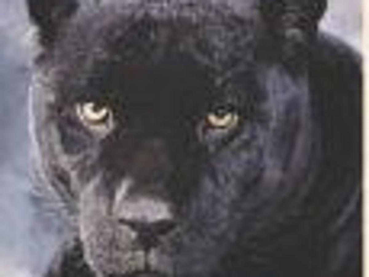 Panther sightings spark skepticism, wonderment | News 