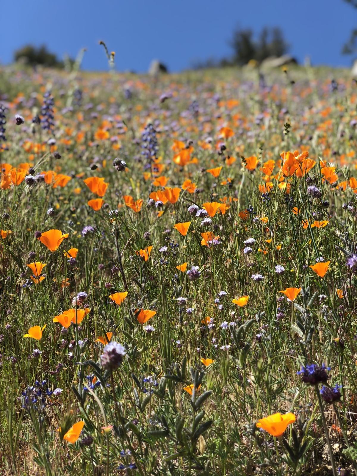Your guide to wildflowers Super bloom paints Kern County in various