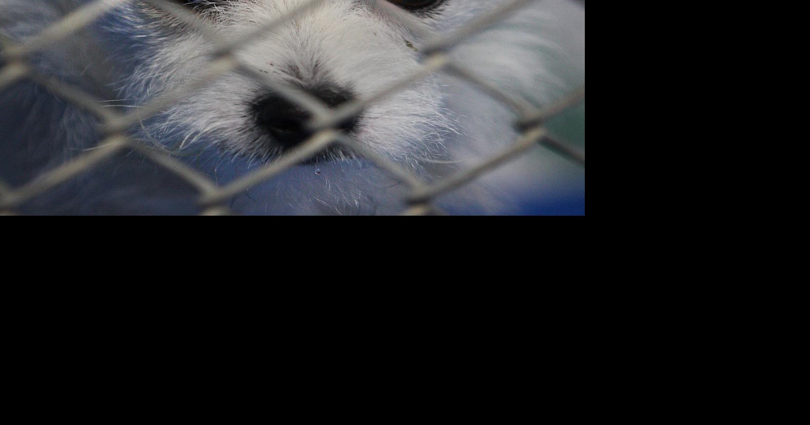 City animal shelter opens new admin building News