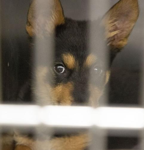 Kern County Animal Services to host pet resource fair | News ...