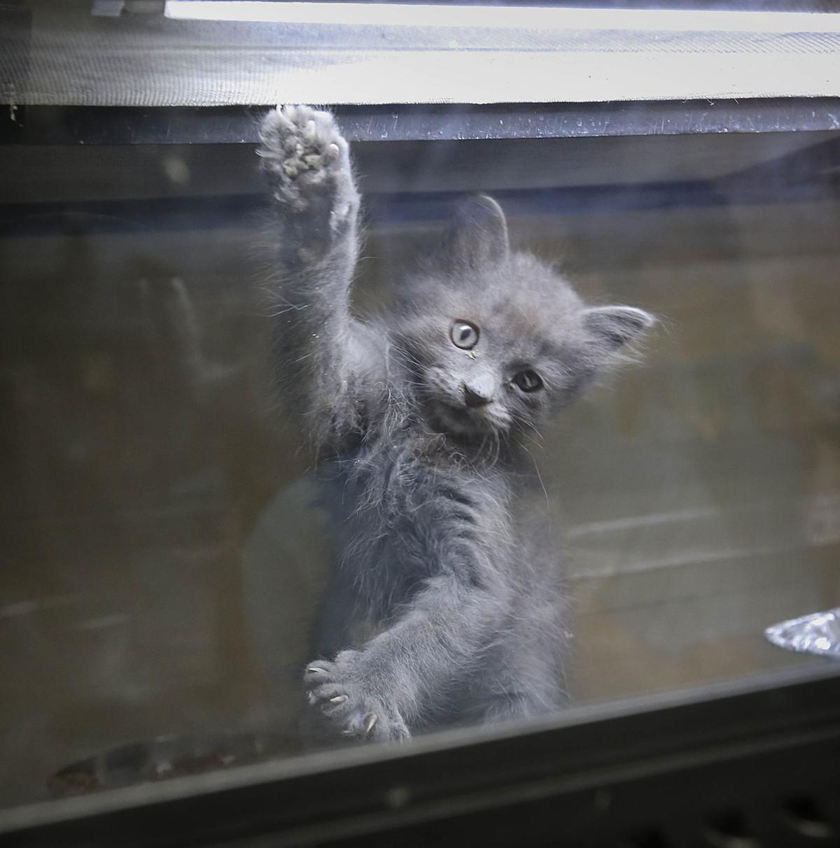 Photo Gallery Soxrescue A Place For Kitties Entertainment