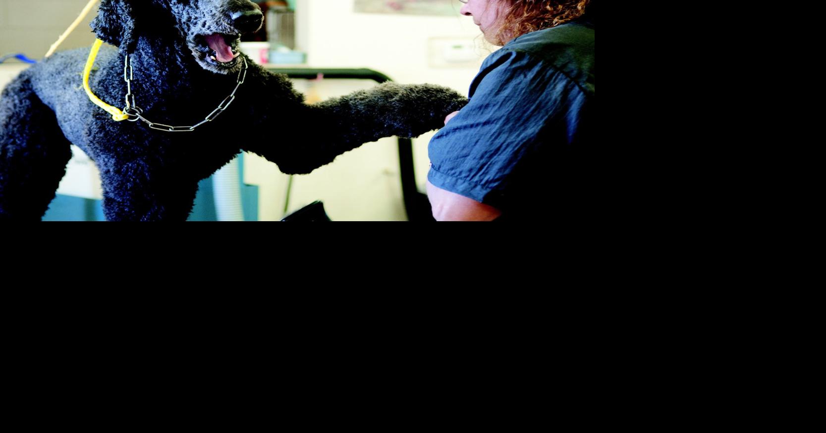 Named After Sczyr's Kennel and Cattery Archives