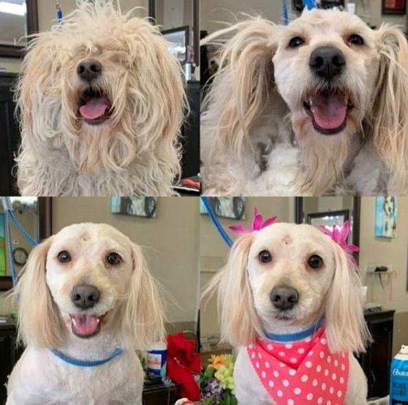 Hot dog! Local groomers back, busier than ever | Entertainment