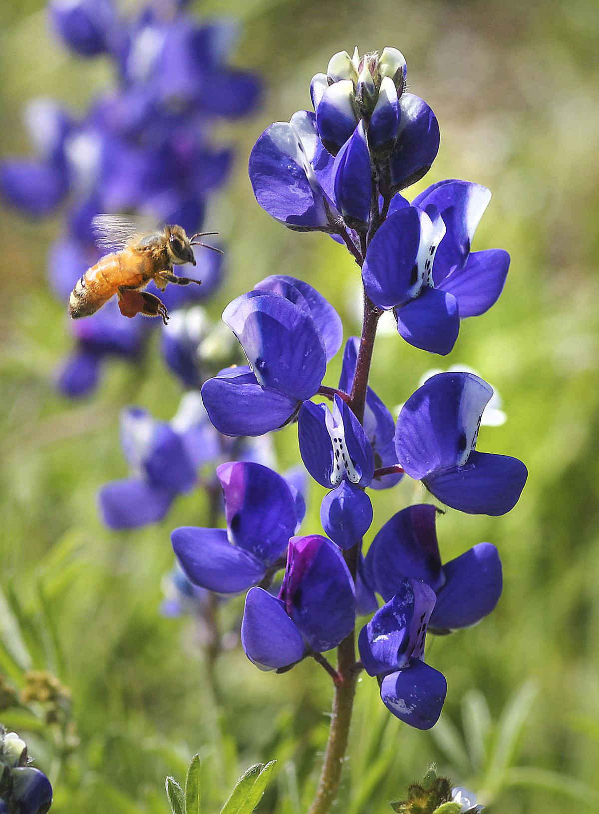 PHOTO GALLERY Wildflower Bloom Begins In the Hills East Of Arvin And