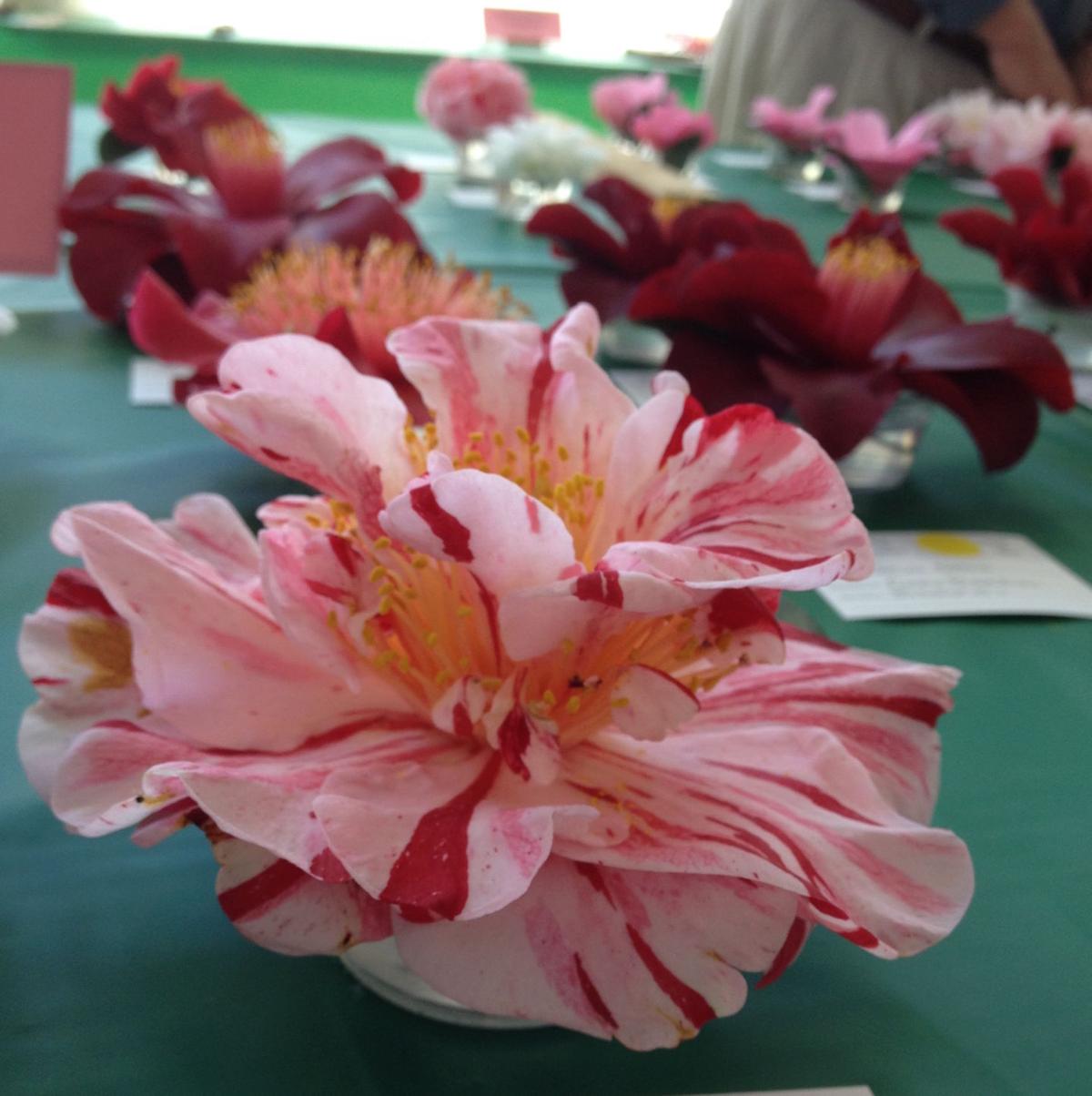 Make room for blooms as Camellia Show returns for 70th year