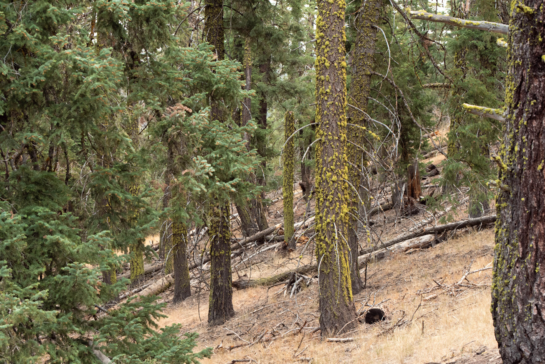 Logging expected to ramp up in local forests