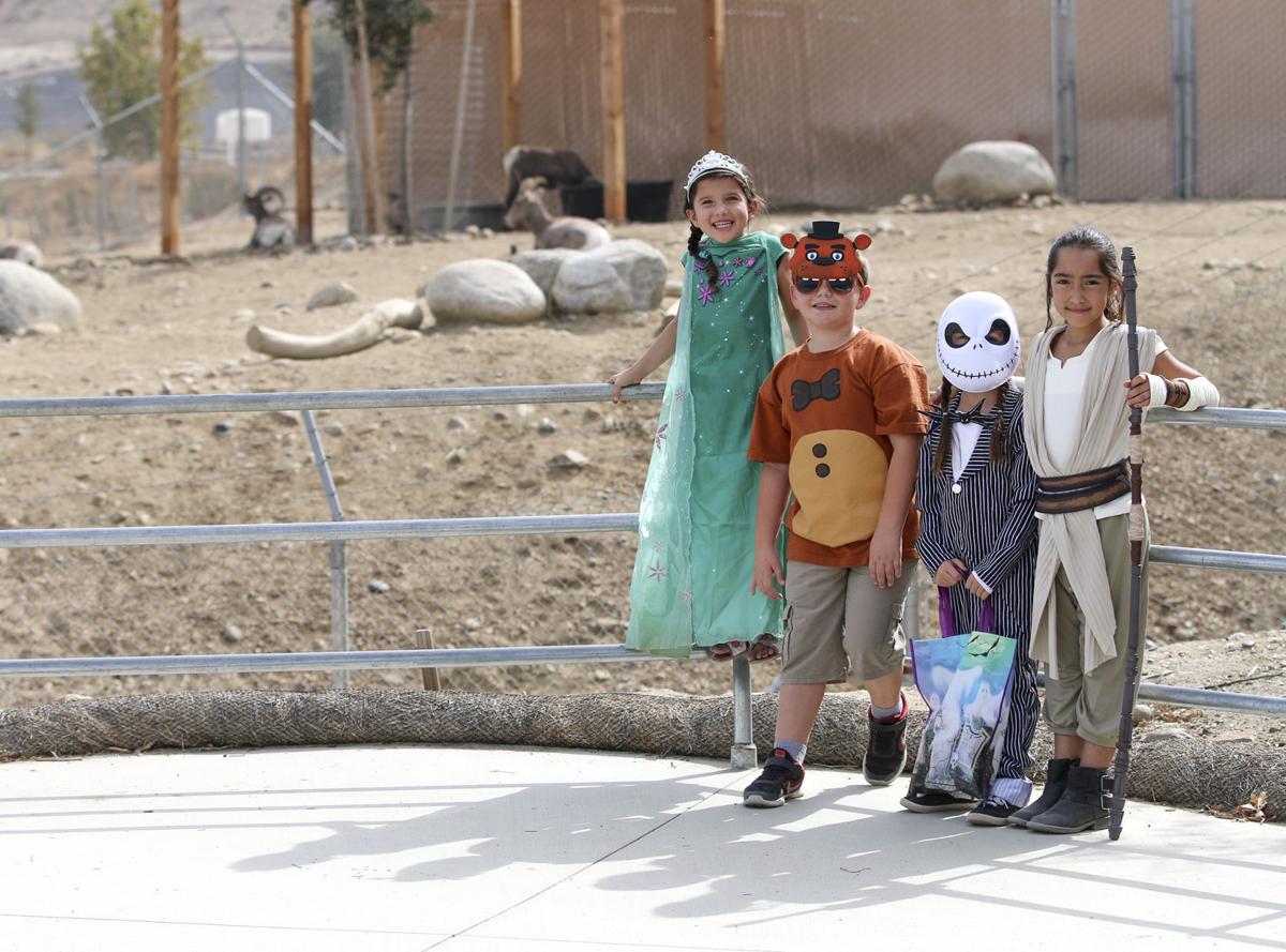 CALM's Boo at the Zoo returns this weekend Entertainment