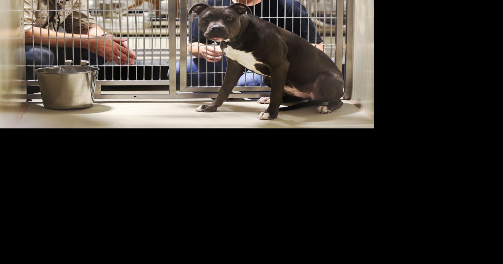 Central California Animal Disaster Team to help county shelter with