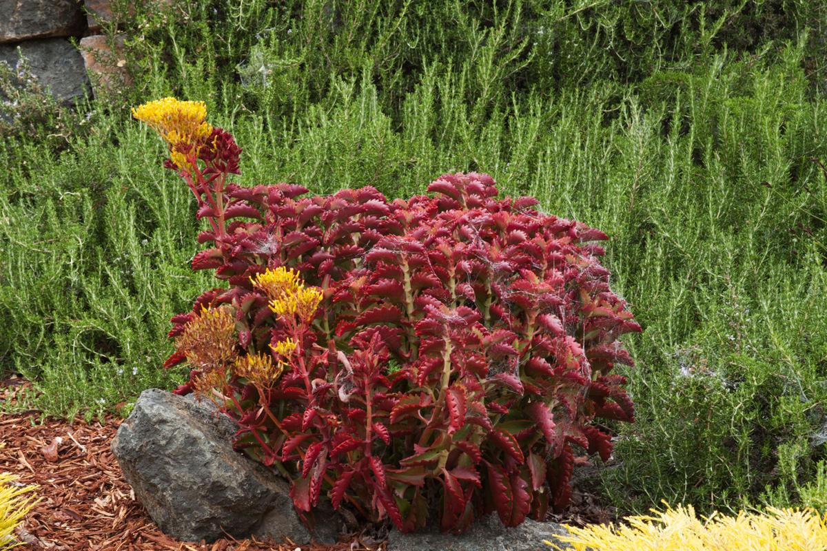 RICHARD SHIELL In dry climate, these plants make sense