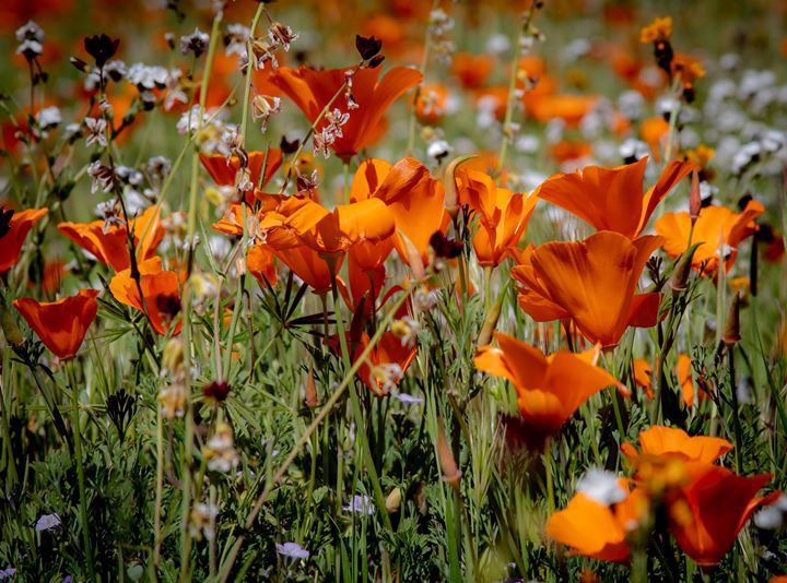 THROUGH YOUR LENS Wildflowers blooming around Kern County Multimedia