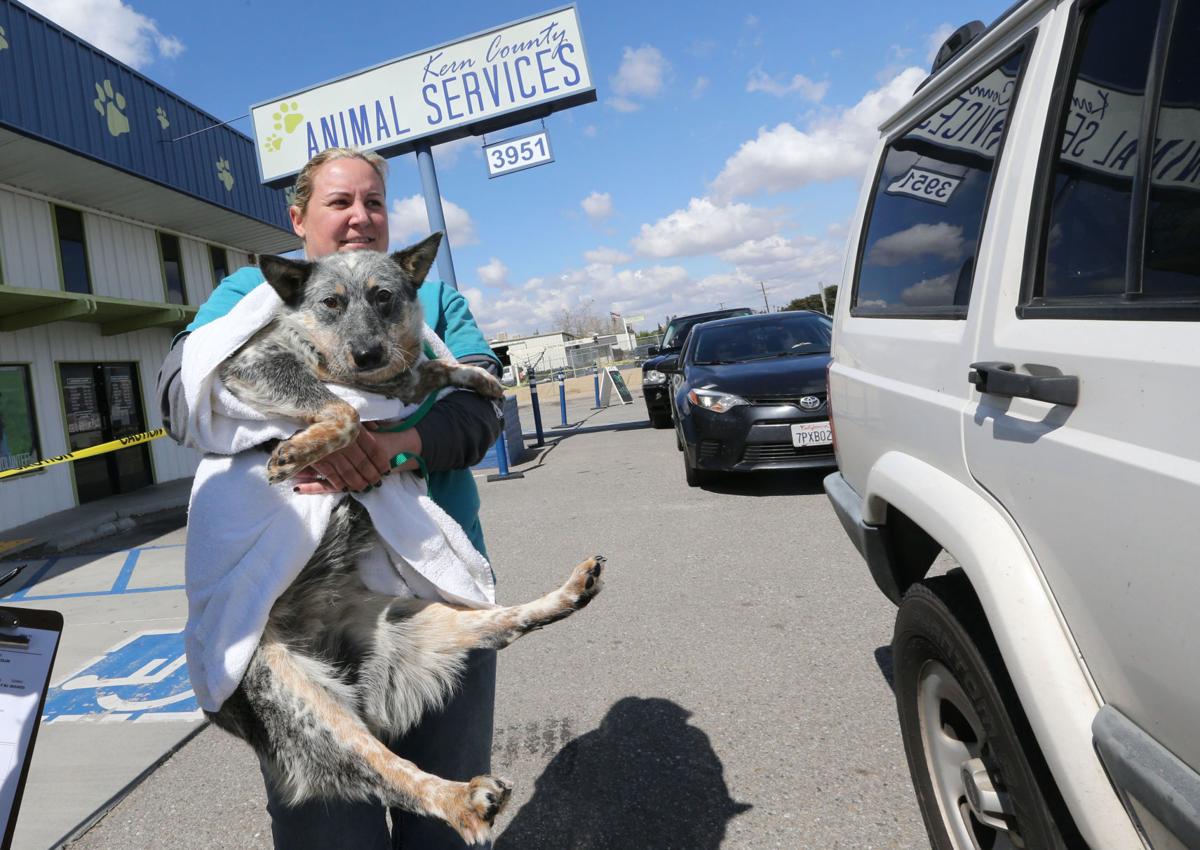County animal shelter 'floored' by response to foster drivethru News