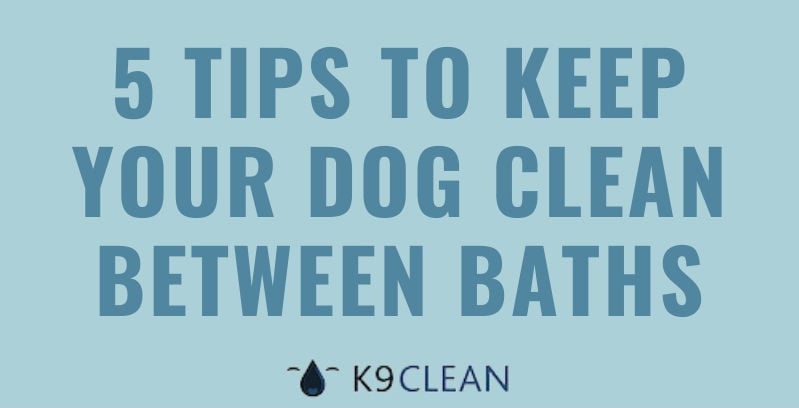 how can i keep my dog clean between baths