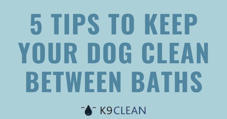 how to clean a dog's dirty belly
