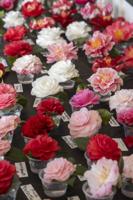 PHOTO GALLERY: Beautiful camellias on display