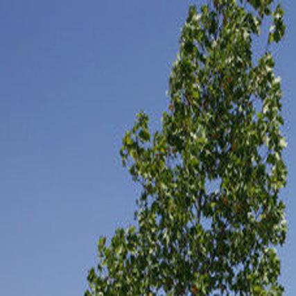 Appraiser Scrutinized By State Over Seven Oaks Home News Bakersfield Com