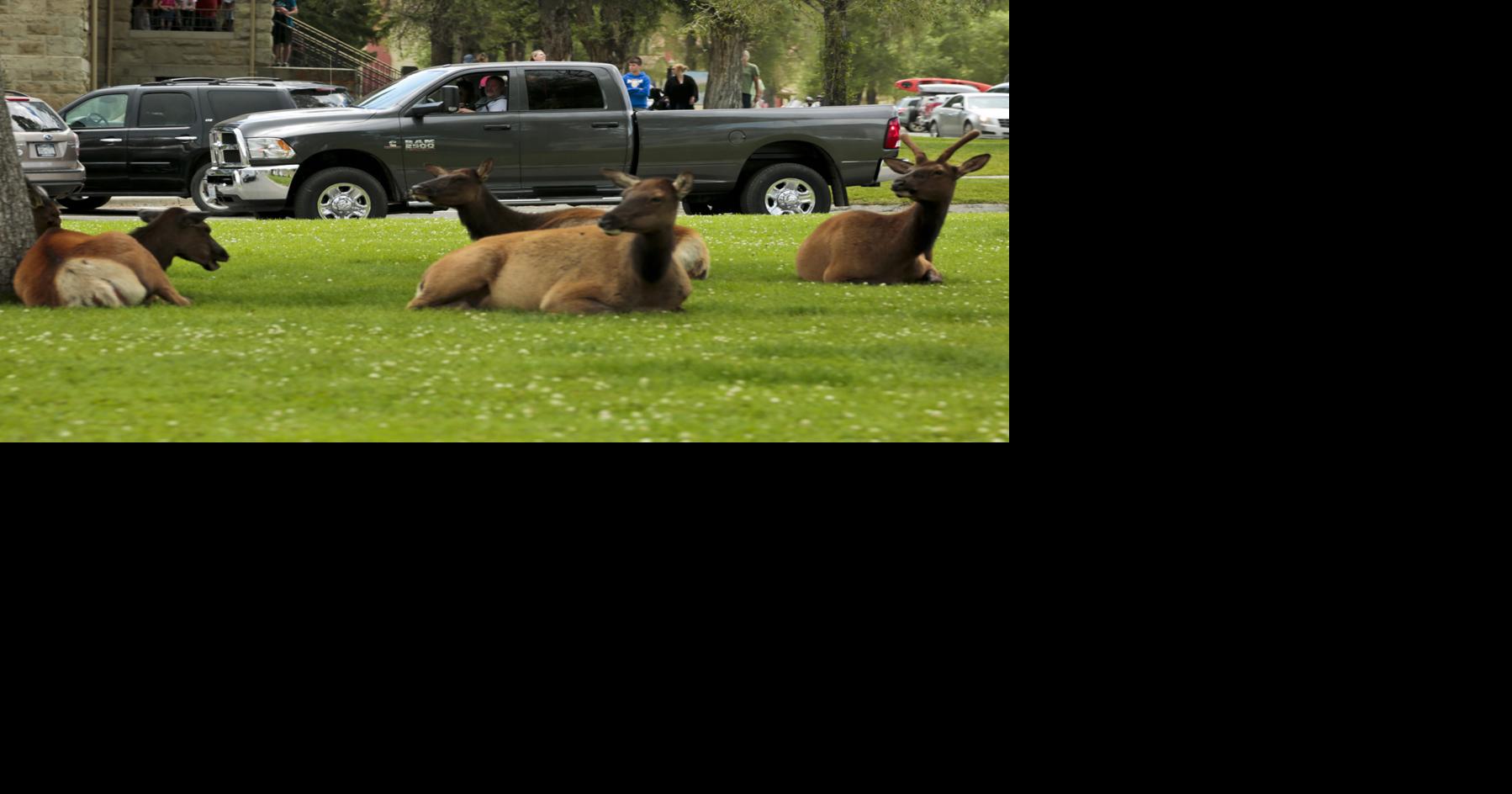 TRAVEL USTYELLOWSTONE 15 LA Tbc Blox Images