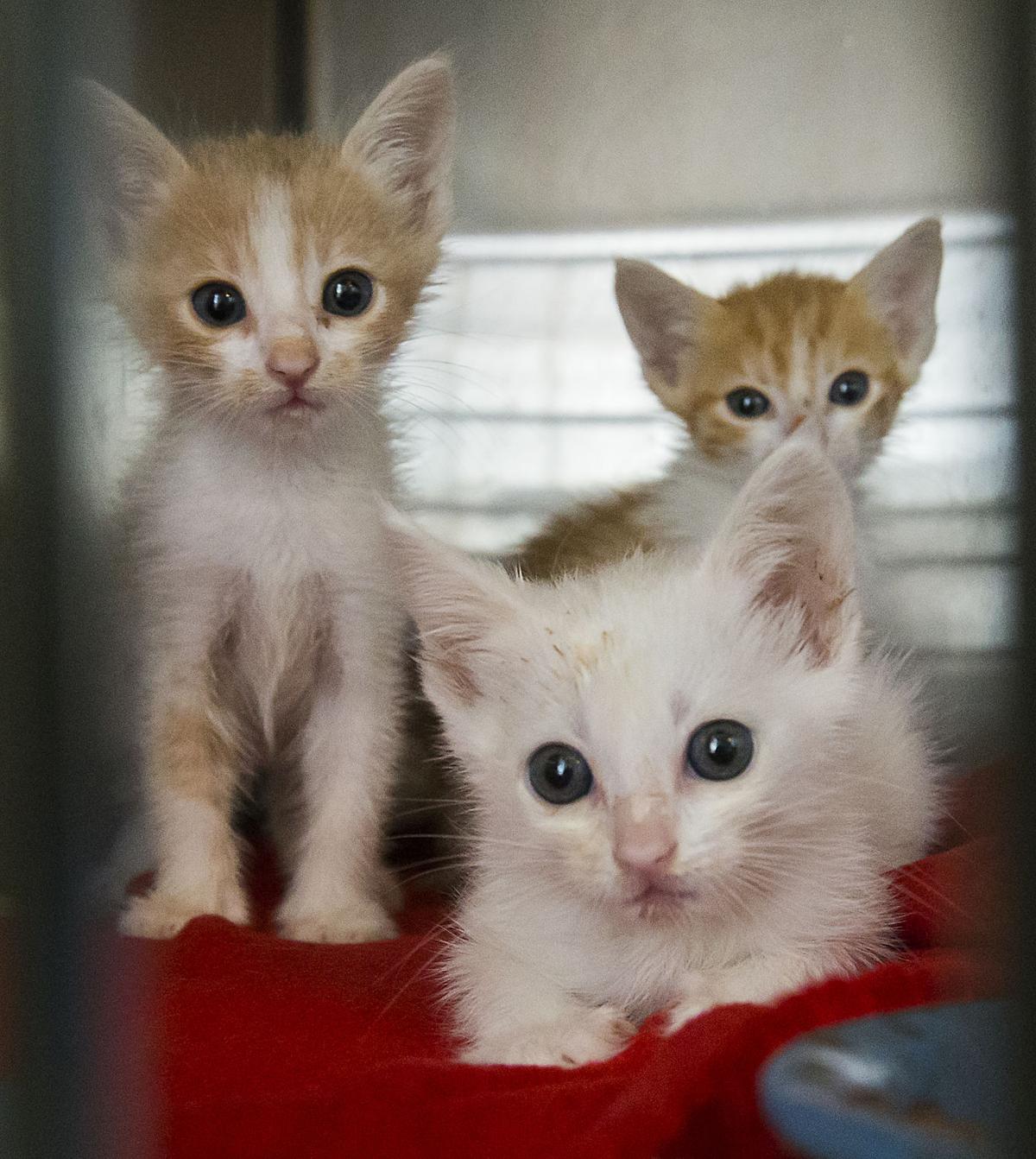 Smitten By Kittens Kcas Seeks Volunteers For New Kitten Nursery Kcas Seeks Volunteers For New Kitten