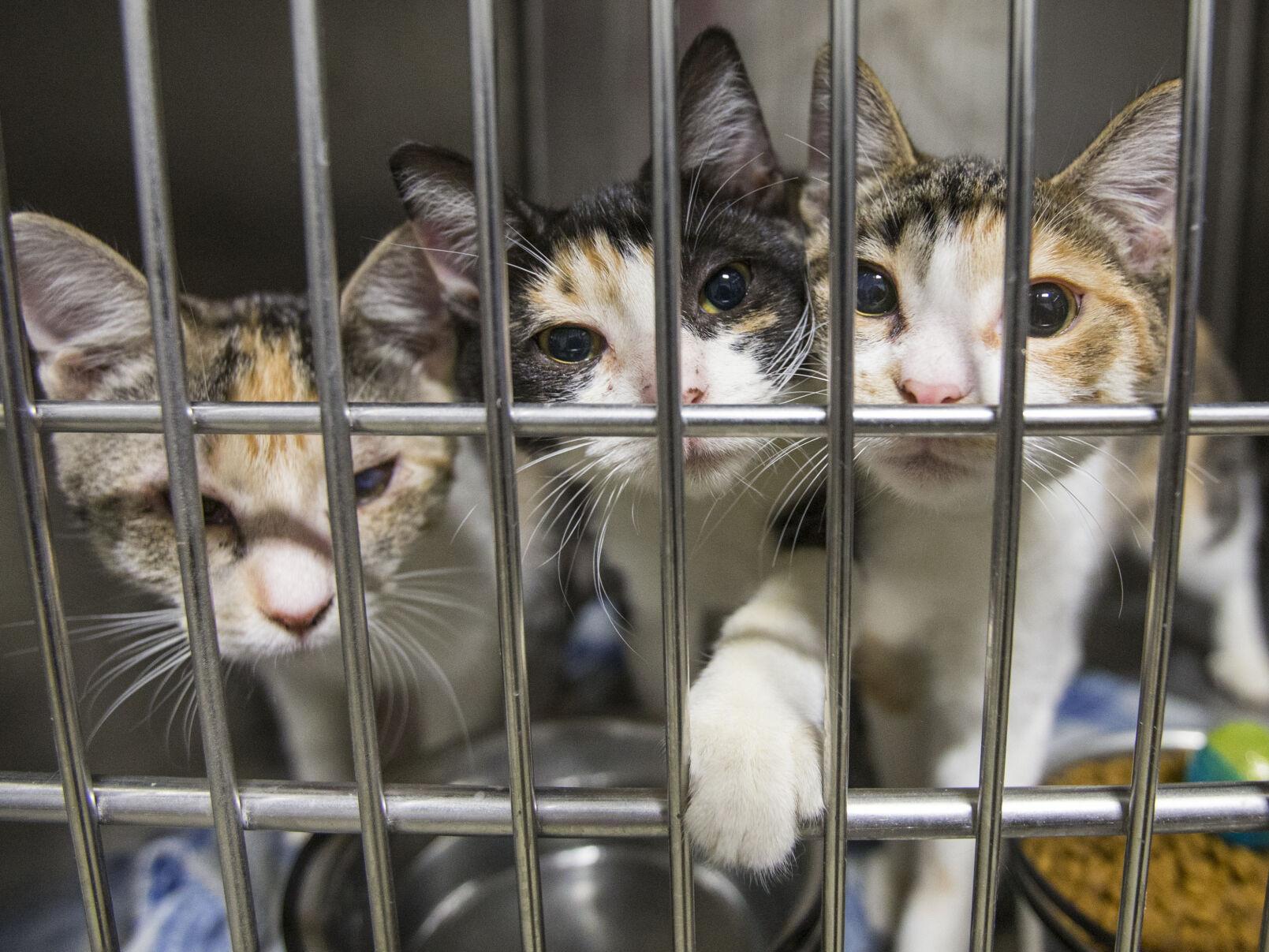 Animal advocates call on community to adopt from local shelters | News |  