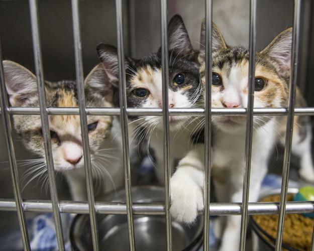 Animal advocates call on community to adopt from local shelters | News |  