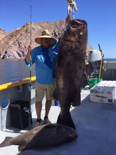 Local angler hauls in monster catch from Sea of Cortez, Sports