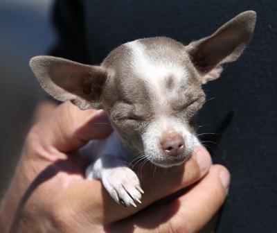 Bakersfield Could Soon Require Permit For Backyard Dog Breeders