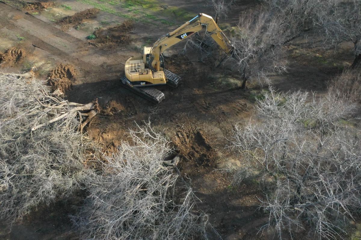 When Almond Trees Have To Go It S Not As Bad As It Looks News Bakersfield Com
