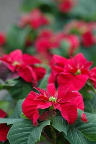 Gardening Column Kiss Goodbye Parasitic Mistletoe And Other Holiday Poinsettias Pictured In This File Photo At Magic Gardens Nursery Like Cooler Temperatures While They Re Indoors And Shouldn T Be Placed Near Heating Vents
