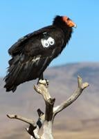 California condors continue decades-long return from annihilation