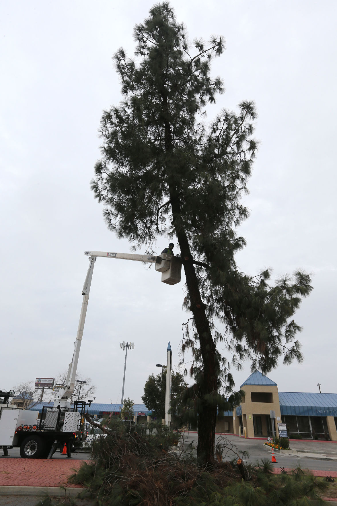 Why is Bakersfield no longer listed as a Tree City USA by the National