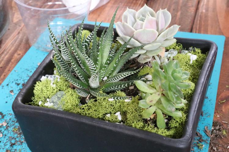Zack's Big Tree Nursery starts 'make and take' succulent garden |  Bakersfield Life | bakersfield.com