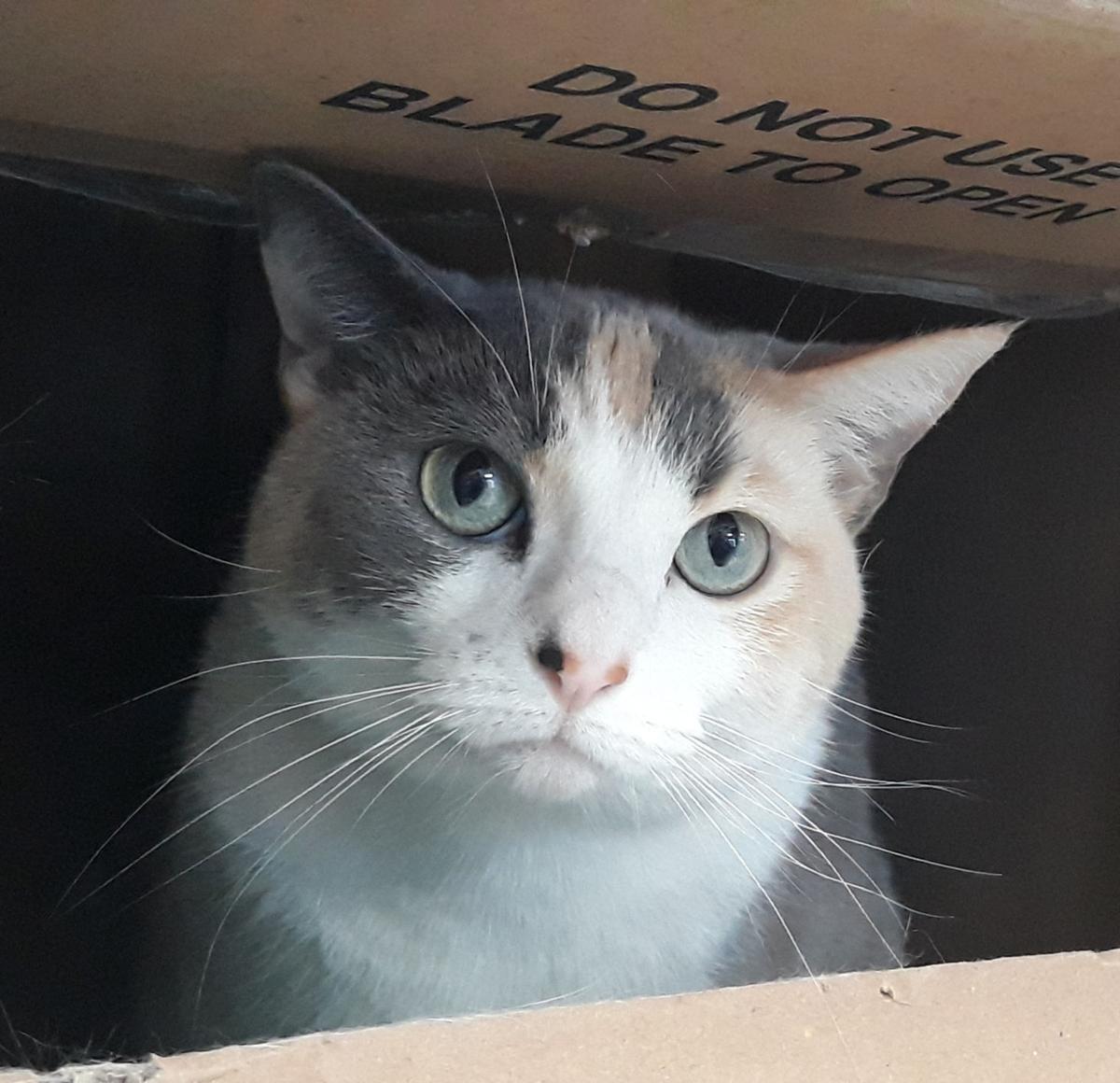 A1055676 Bella