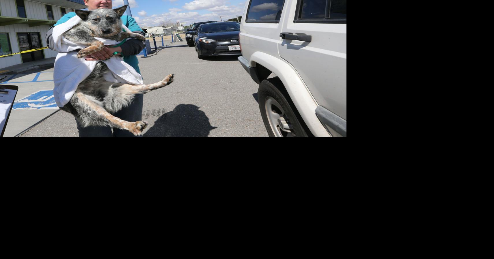 Kern County Animal Services reaches 'no kill' status for first time on ...