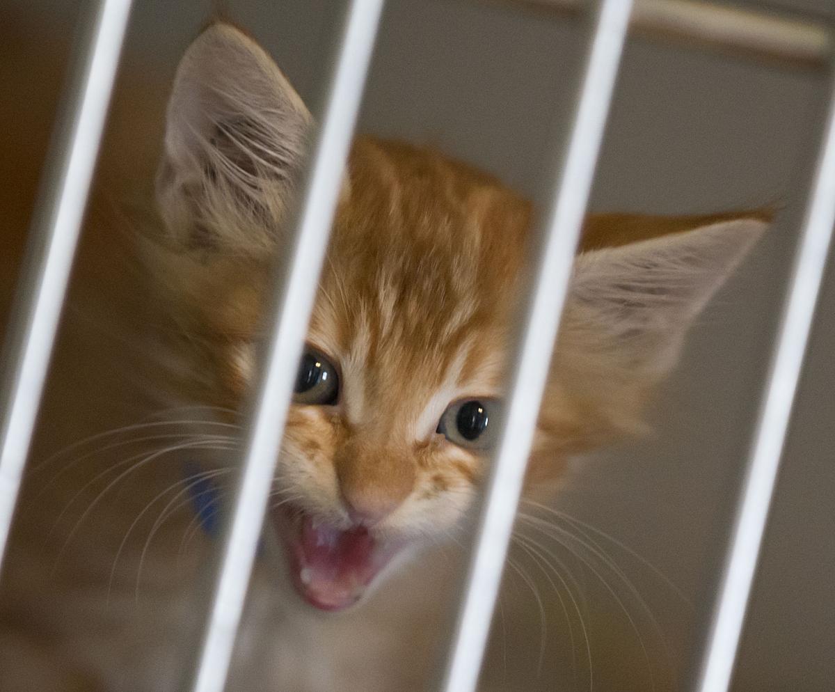 Smitten By Kittens Kcas Seeks Volunteers For New Kitten Nursery Kcas Seeks Volunteers For New Kitten