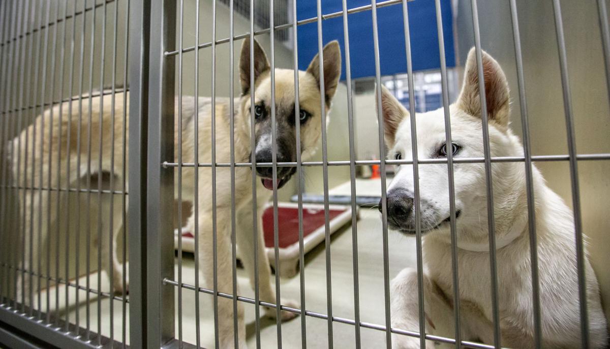 Free Animal Adoptions At Kern County Shelters For Just One Day News Bakersfield Com