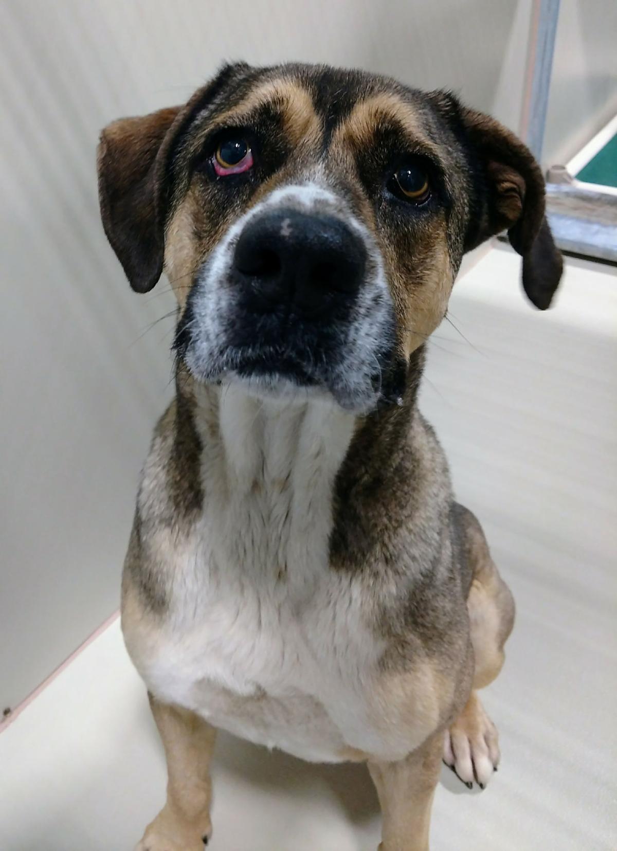 Dogs For Sale Craigslist Bakersfield 41 - fuexm3l
