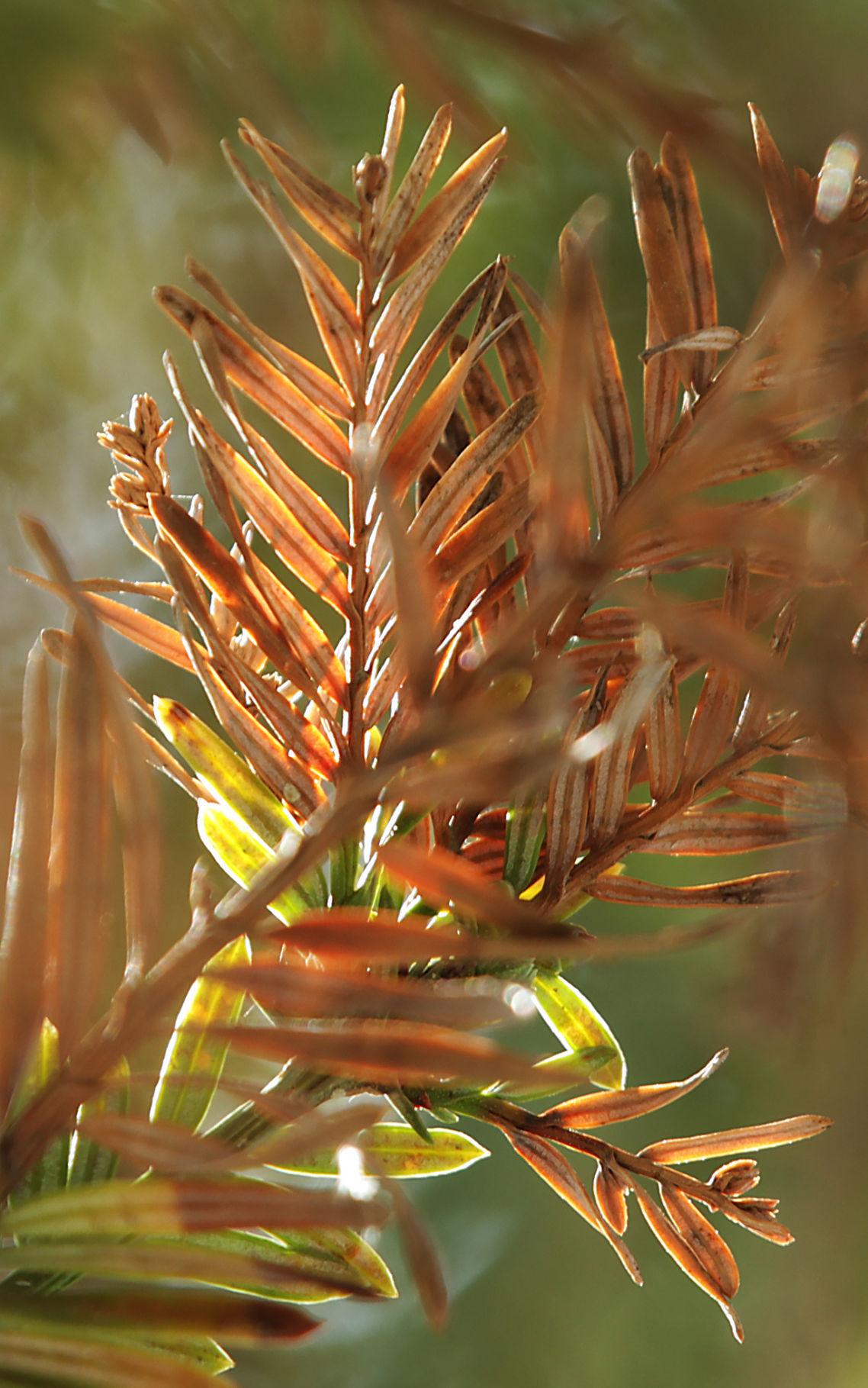 Bakersfield trees bouncing back after years of drought News