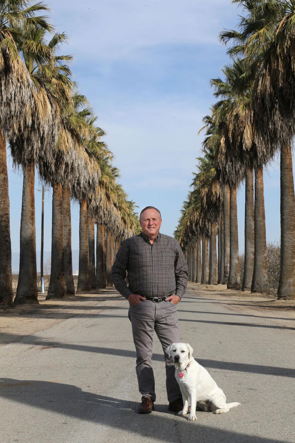Rosedale Ranch S Iconic Palm Trees Are On The Chopping Block And Pg E Wields The Ax News Bakersfield Com