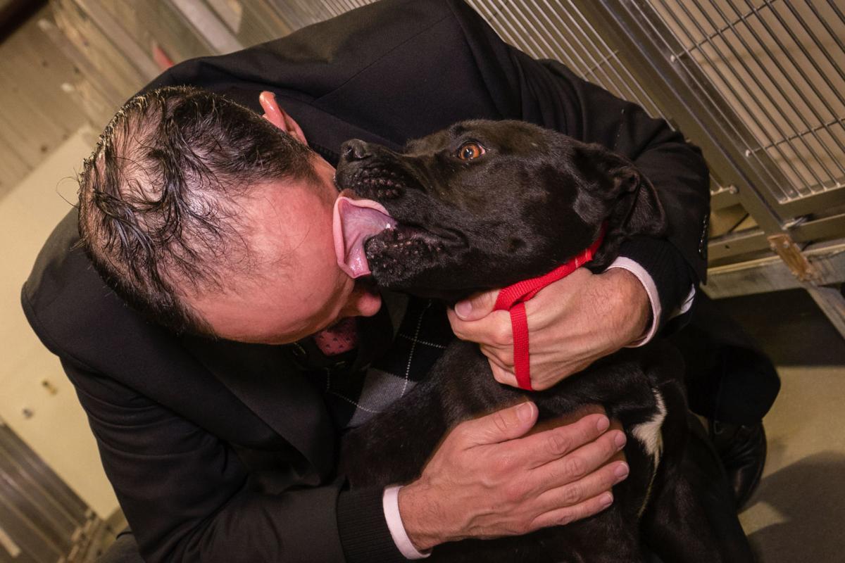 Anakin The Dumped Dog Gets An Adoptive Family News Bakersfield Com