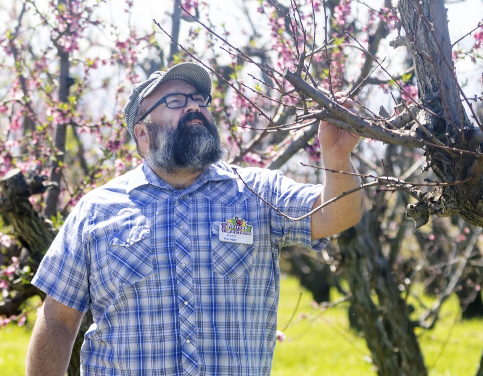 Murray Farms blooming fruit trees Tbc Blox Images