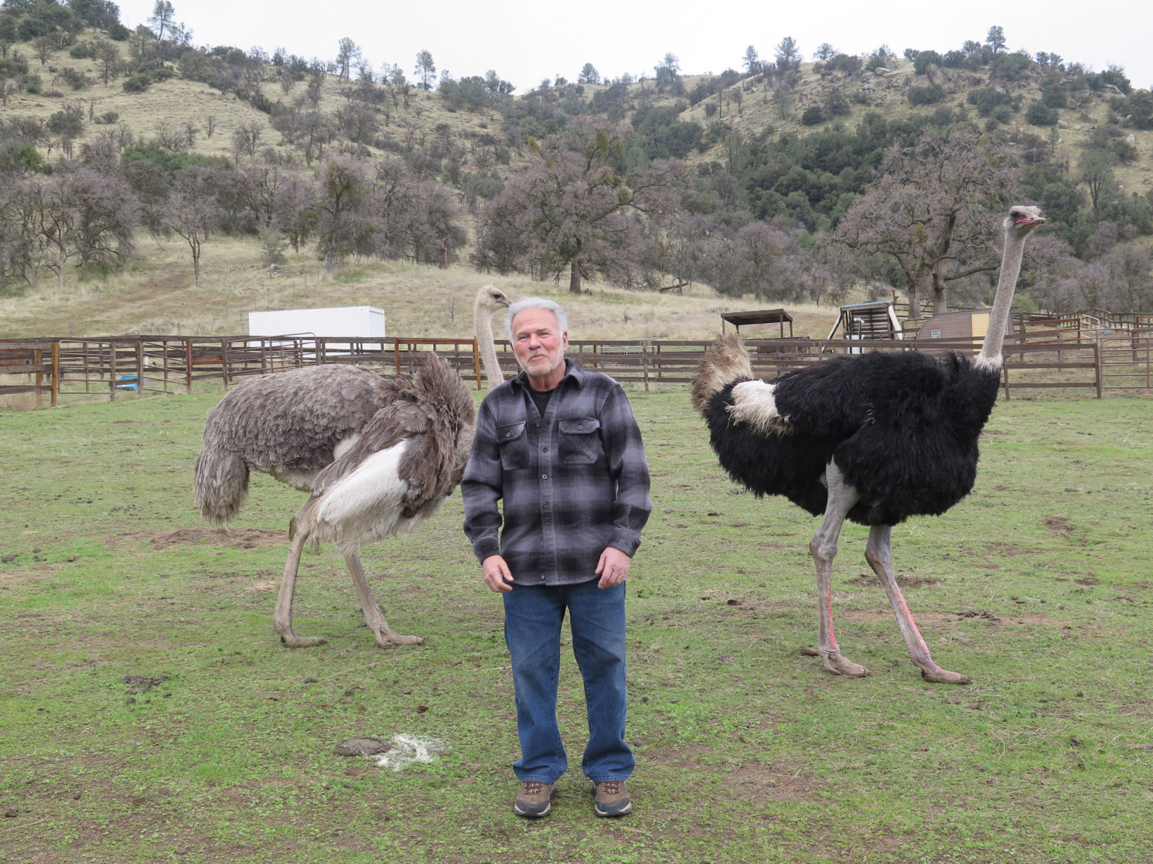 Popular Indian Point Ostrich Ranch to close | News | bakersfield.com